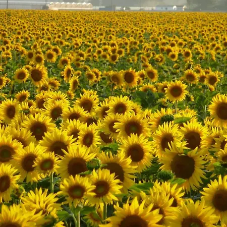 Casa In Collina Appartement Tenaglie